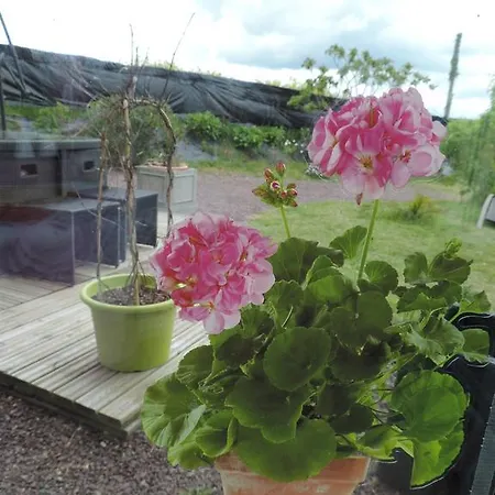 Des Hortensias
